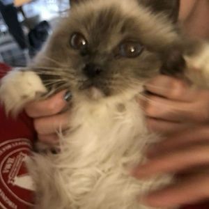 Meet your Posher, Belle